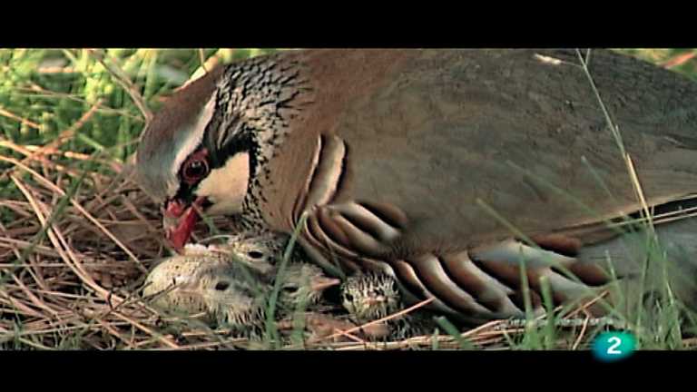 Ojos salvajes - Vida entre cultivos