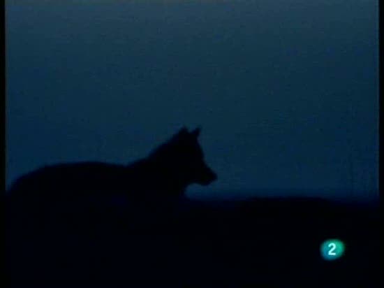 El hombre y la tierra - &iexcl;Qu&eacute; viene el lobo!