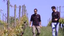Vi&ntilde;edos de txacol&iacute; en el valle Alav&eacute;s de Ayala