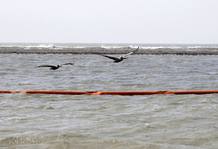 Una de las barreras absorventes instaladas para extraer el petr&oacute;leo que se aproxima hacia las orillas del estado de Luisiana, Estados Unidos.