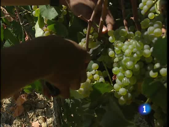 La viticultura de precisi&oacute;n se impone en las bodegas