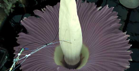 Se puede seguir la evolución de la 'flor cadáver' a través de una webcam que ha instalado el jardín botánico alemán.