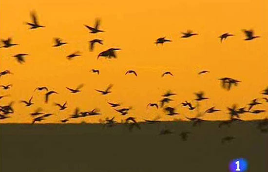 Vuelven las aves a la tuber&iacute;a de la llanura manchega