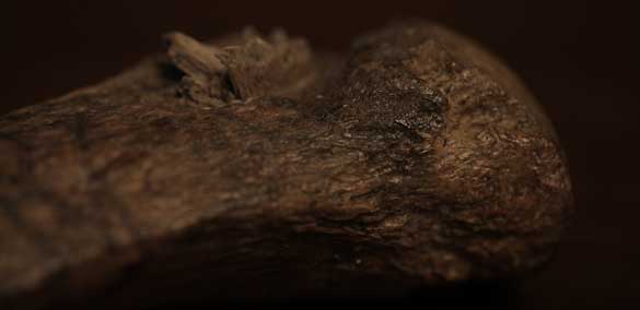 La costilla de mastodonte fue descubierta con una punta de lanza de hueso clavada en su interior.