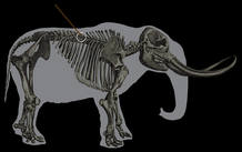 Reconstrucción del esqueleto del mastodonte y el ángulo de cómo se habría clavado la lanza