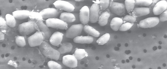Los investigadores Instituto de Astrobiología de la NASA encontraron a la bacteria de la familia Halomonadaceae en las aguas tóxicas y salobres del Lago Mono, en California. Los investigadores Instituto de Astrobiología de la NASA encontraron a la bacteria de la familia Halomonadaceae en las aguas tóxicas y salobres del Lago Mono, en California.