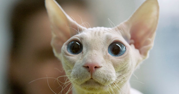GATOS ESTUPIDOS COM gatos estupidos com: