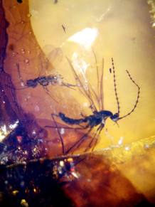 Detalle de unos insectos atrapados en el &aacute;mbar de la Cueva del Soplao (Cantabria). Los restos datan del periodo cret&aacute;cico inferior, hace 110 millones de a&ntilde;os.
