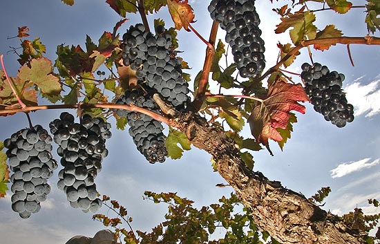 Algunos vinos no conocen lo que es la crisis