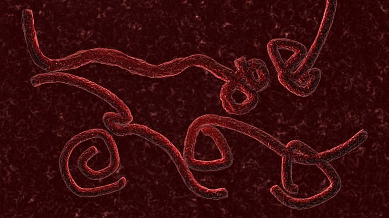 ZMapp, un cóctel de anticuerpos que retienen e inactivan el virus del Ébola