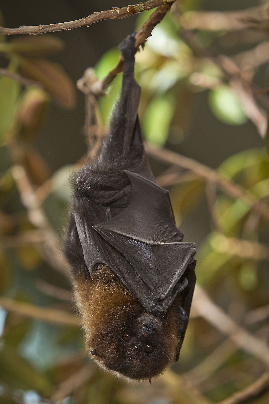 El zorro volador, en reposo
