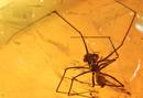 Ir a Fotogaleria &nbsp;Insectos de 50 millones de a&ntilde;os