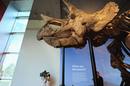 Ir a Fotogaleria &nbsp;Una espectacular exposici&oacute;n sobre dinosaurios llega a Los &Aacute;ngeles