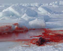 Ir a Fotogaleria &nbsp;Matanza de focas en Canad&aacute; 2009