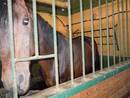 Ir a Fotogaleria &nbsp;Caballos muertos por inanici&oacute;n en Bo&ntilde;ar, Le&oacute;n