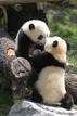 Ir a Fotogaleria &nbsp;Los ositos panda de Madrid cumplen un a&ntilde;o