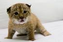 Ir a Fotogaleria &nbsp;Nacimiento de linces en cautividad
