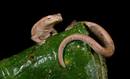 Ir a Fotogaleria &nbsp;Nuevas especies descubiertas en Ecuador