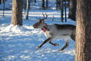 Ir a Fotogaleria &nbsp;Sistema de localizaci&oacute;n de renos en Laponia