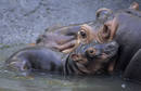 Ir a Fotogaleria &nbsp;FOTOFAUNA - Amor materno