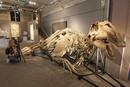 Ir a Fotogaleria &nbsp;Dinosauros sin due&ntilde;o en Sotheby's