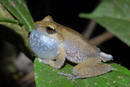 Ir a Fotogaleria &nbsp;Nuevas especies en Pap&uacute;a Nueva Guinea