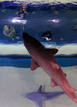 Ir a Fotogaleria &nbsp;Tiburones, en peligro