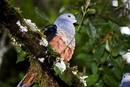 Ir a Fotogaleria &nbsp;Descubren nuevas especies en Nueva Guinea, Indonesia