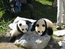 Ir a Fotogaleria &nbsp;Primeros pasos al aire libre de los pandas de Madrid