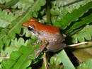 Ir a Fotogaleria &nbsp;M&aacute;s de 200 nuevas especies de anfibios encontradas en Madagascar