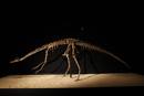 Ir a Fotogaleria &nbsp;Dinosaurios: Tesoros del desierto del Gobi