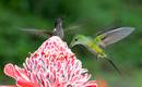 Ir a Fotogaleria &nbsp;El arte de volar de los colibr&iacute;es