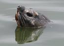 Ir a Fotogaleria &nbsp;Capturan a la tortuga legendaria de Vietnam para curarla