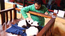 Ir a Fotogaleria &nbsp;Los ositos panda de Madrid se mudan