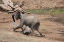 Ir a Fotogaleria &nbsp;La batalla entre el elefante y el cocodrilo