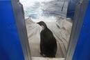Ir a Fotogaleria &nbsp;Happy Feet vuelve a casa