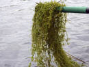 Ir a Fotogaleria &nbsp;Las aguas residuales contaminan las Tablas de Daimiel