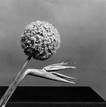 Ir a Fotogaleria &nbsp;"Robert Mapplethorpe. La mirada de Pedro Almod&oacute;var"