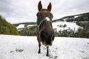 Ir a Fotogaleria &nbsp;Animales en la nieve