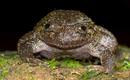 Ir a Fotogaleria &nbsp;Las 'ranas nocturnas' de la India