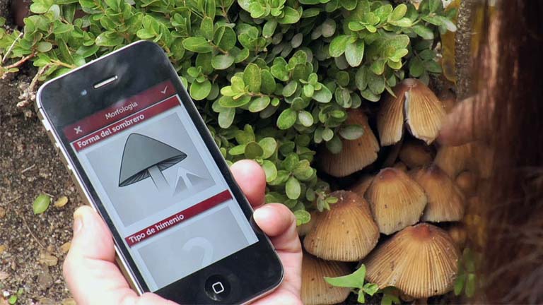 'FungiNote', una aplicación móvil del CSIC que ayuda a identificar hongos 
