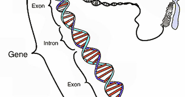Una secuencia ordenada de nucleótidos en la molécula de ADN (o ARN )Wikipedia